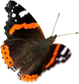 Butterfly-real-atlanta